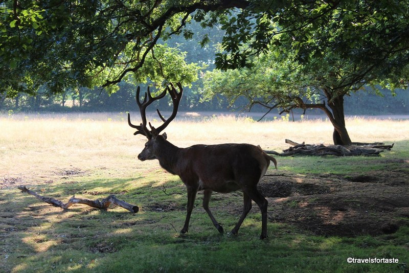 Family days out - Richmond Park - Deer roaming freely